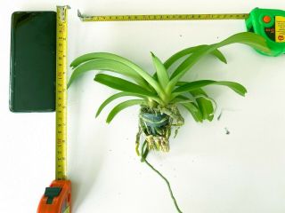 Rare orchid,  2 Frangrance Rhyncho gigantea alba twins plant,  USA 2