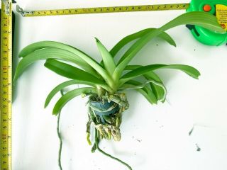Rare orchid,  2 Frangrance Rhyncho gigantea alba twins plant,  USA 3