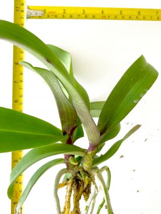 Rare orchid,  1Frangrance Rhyncho gigantea red twins plant,  USA 2
