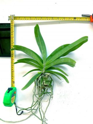 Rare orchid,  5 Frangrance Rhyncho gigantea carton twins,  USA 2
