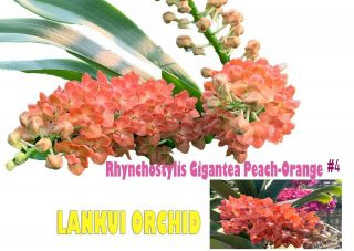 Rare Orchid,  4 Frangrance Rhyncho Gigantea Peach Twins Plant,  Usa