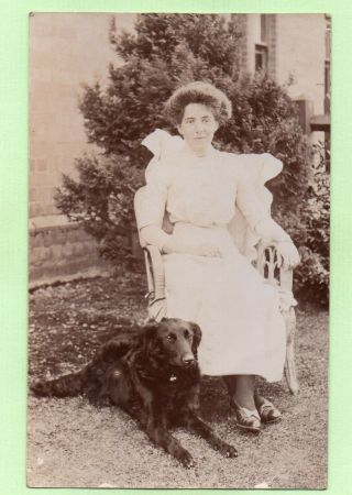 Flat Coated Retriever Dog Edwardian Lady 1913 Balcombe ? Antique Rp Postcard