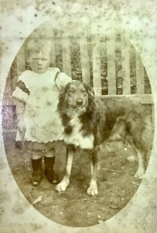 Rare Victorian Cabinet Photograph Young Child With Pet Dog