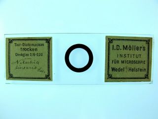 Antique Microscope Slide By J.  D.  Moller.  Diatoms.  " Nitzschia Linearis ".