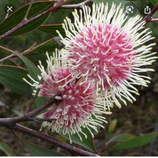 Hakea Petiolaris Live Plant Rare Offering Protea Family Cut Flower Interest