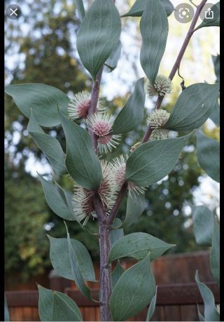 Hakea Petiolaris Live Plant Rare Offering Protea Family Cut Flower Interest 3