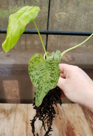 Philodendron Paraiso Verde Rare Aroid Well - Rooted