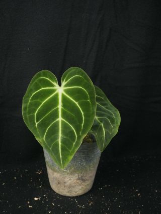 Anthurium Regale,  Well Rooted Plant,  Rare Aroids