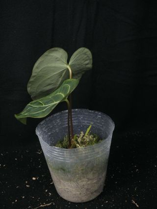 Anthurium regale,  well rooted plant,  rare aroids 2