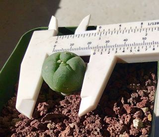 Astrophytum Ariocarpus Rare Cactus Seeding And Own Root.  2.  4 Cm Across.