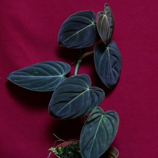 Philodendron Melanochrysum Rare Velvet Aroid Terrarium Plant