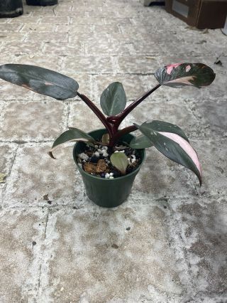 Rare Philodendron Pink Princess Fully Rooted Plant