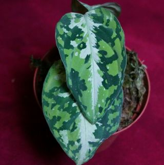 Aglaonema Pictum Tricolor Rare Camouflage Aroid Terrarium Plant