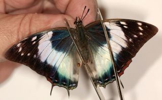 Butterflie Charaxes Ethalion Littoralis F.  Rosae Female Rare From Tanzania