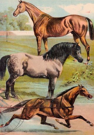 3 Kinds Of Horse Breeds 1890 