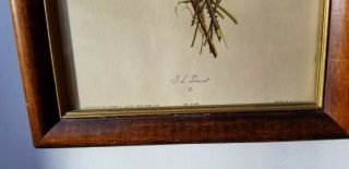 Vintage J.  L.  Prevost Framed Botanical Floral Print 3
