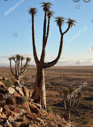 Aloe Pillansii Very Rare Tree Aloe Live Plant Giant Quiver Tree