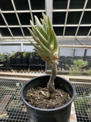 Aloe Pillansii Very Rare Tree Aloe Live Plant Giant Quiver Tree 3
