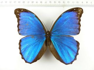 , Entomology,  Butterfly: Morpho Menelaus Occidentalis Male Ecuador,  Rare