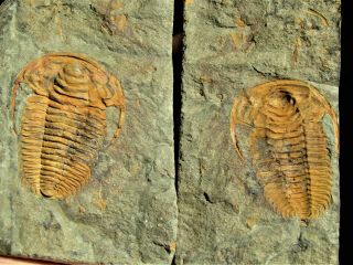 And Rare Trilobite.  Protolenus Densigranulatus Cambrian.  Morocco.  Nºpr1