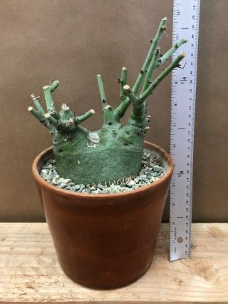 Adenia Spinosa - Seed Grown,  Ultra Rare,  Globosa,  Ballyi,  Glauca,  Succulent