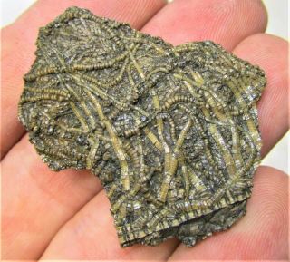 Rare Crinoid Fossil Head Uk Jurassic Pentacrinites Fossilis Charmouth Minerals