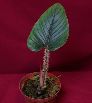 Philodendron Serpens Rare Aroid Terrarium Plant Monstera Anthurium