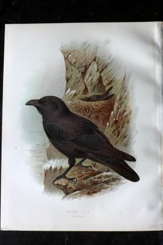 Butler 1908 Antique Bird Print.  Raven 99