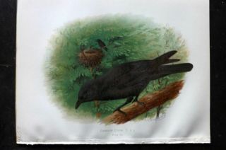 Butler 1908 Antique Bird Print.  Carrion Crow 100