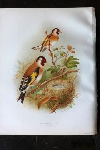 Butler 1908 Antique Bird Print.  Goldfinch 75