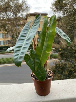 Philodendron Billietiae Rooted In 4” Pot (rare Aroid) - Usps Insured (medium) (k)