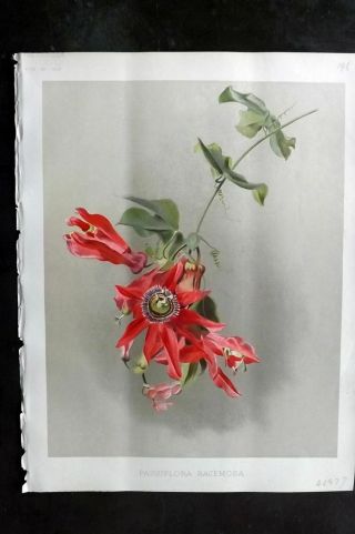 The Garden C1890 Antique Botanical Print.  Passiflora Racemosa.  Passion Flower