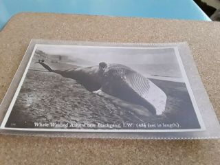 Disaster.  Rare Nigh Postcard Whale Washed Ashore Near,  Blackgang,  Isle Of Wight