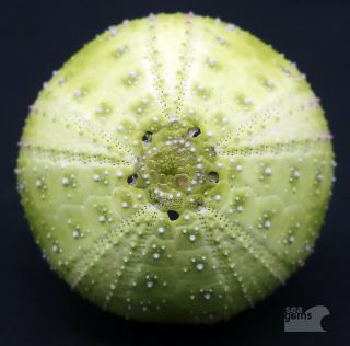 Rare Colour Form Microcyphus Olivaceus 21.  5 Mm Aliguay Island Sea Urchin