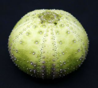 Rare colour form Microcyphus olivaceus 21.  5 mm Aliguay Island sea urchin 2
