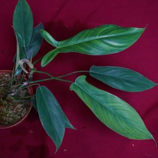 Philodendron 69686 Rare Aroid Monstera Anthurium