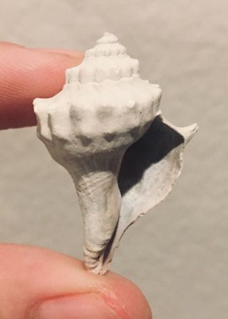 Rare Florida Fossil Bivalve Echinofulgar Pliocene Fossil