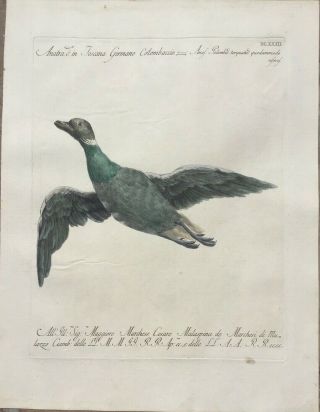 1776 Rare Manetti Bird Engraving - Wild Duck In Flight - Fine Color