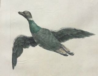 1776 Rare Manetti Bird Engraving - Wild Duck in Flight - Fine Color 2