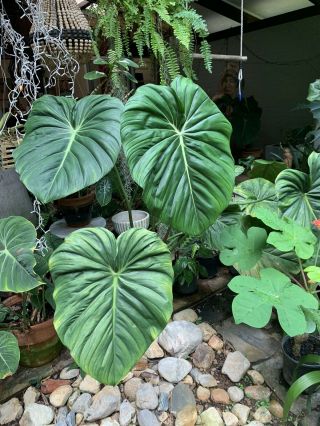 Dean Mcdowell - Rare Philodendron.  Rooted Tip Cutting With Leaf And Shoot