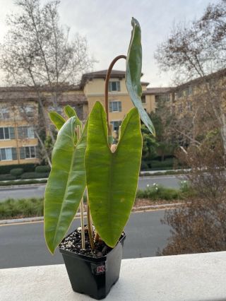 Philodendron Billietiae Rooted In 4” Pot (rare Aroid) - Usps Insured (k)