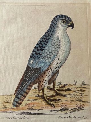 Rare & Early Hand Colored Engraving Of A Barbary Falcon,  By Albin,  1735,  Falconry
