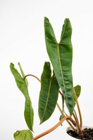 Philodendron Billietiae (large) - Ultra Rare Aroid - Not Monstera