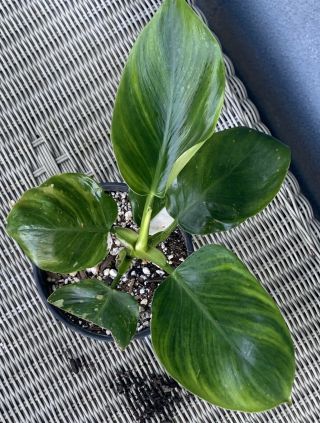 Philodendron ‘white Wizard’ Variegated/monstera/albo/top Cutting/rare