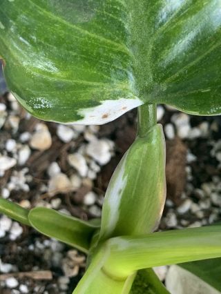 Philodendron ‘White Wizard’ VARIEGATED/Monstera/albo/Top Cutting/RARE 2