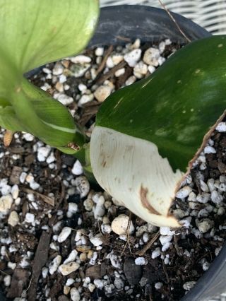 Philodendron ‘White Wizard’ VARIEGATED/Monstera/albo/Top Cutting/RARE 3