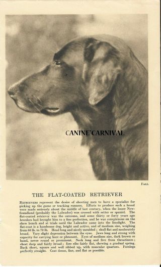 Flat Coated Retriever Dog Head Rare Vintage Art Photo & Breed Description 1931