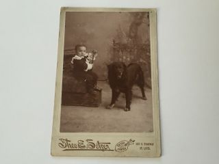 Young Boy & His Dog Victorian Era Antique Cabinet Cdv Real Photo St Louis Mo