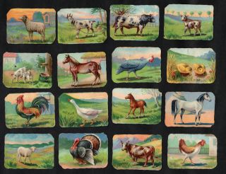 Farm Animals & Birds Rare Belgian Chicory Cards Early 1900 