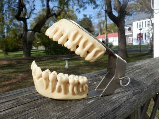 Antique Lee S.  Smith & Sons Articulated Celluloid Dental Model Dentist Medical